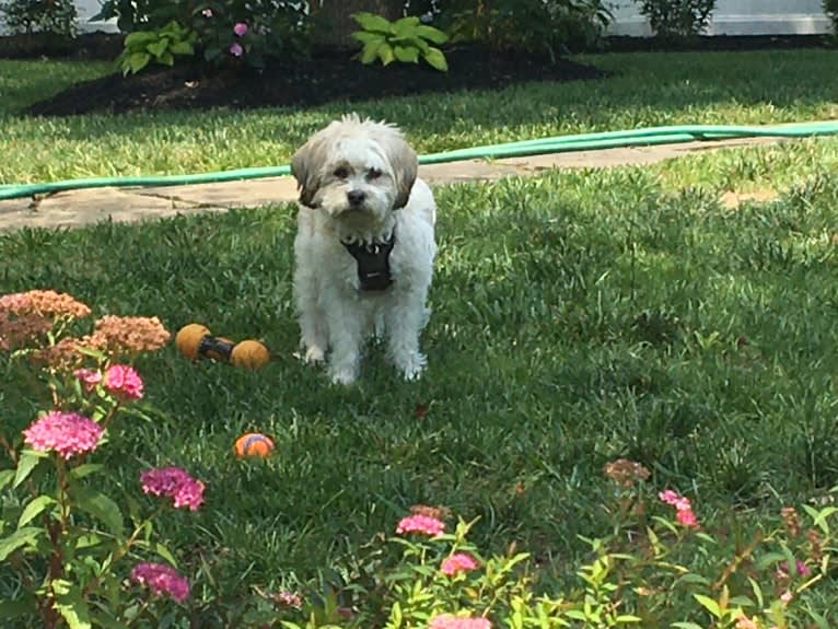 Pearl, a Chinese Village Dog and Poodle (Small) mix tested with EmbarkVet.com