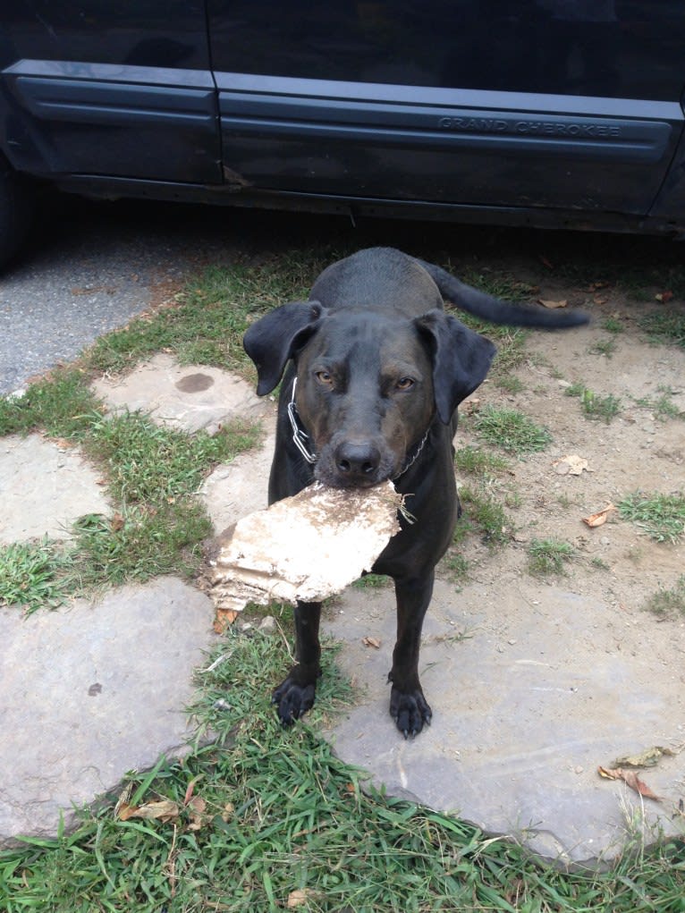 Jedi, an Australian Cattle Dog and Weimaraner mix tested with EmbarkVet.com