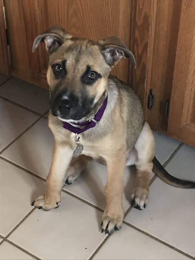 Nova, an American Pit Bull Terrier and German Shepherd Dog mix tested with EmbarkVet.com