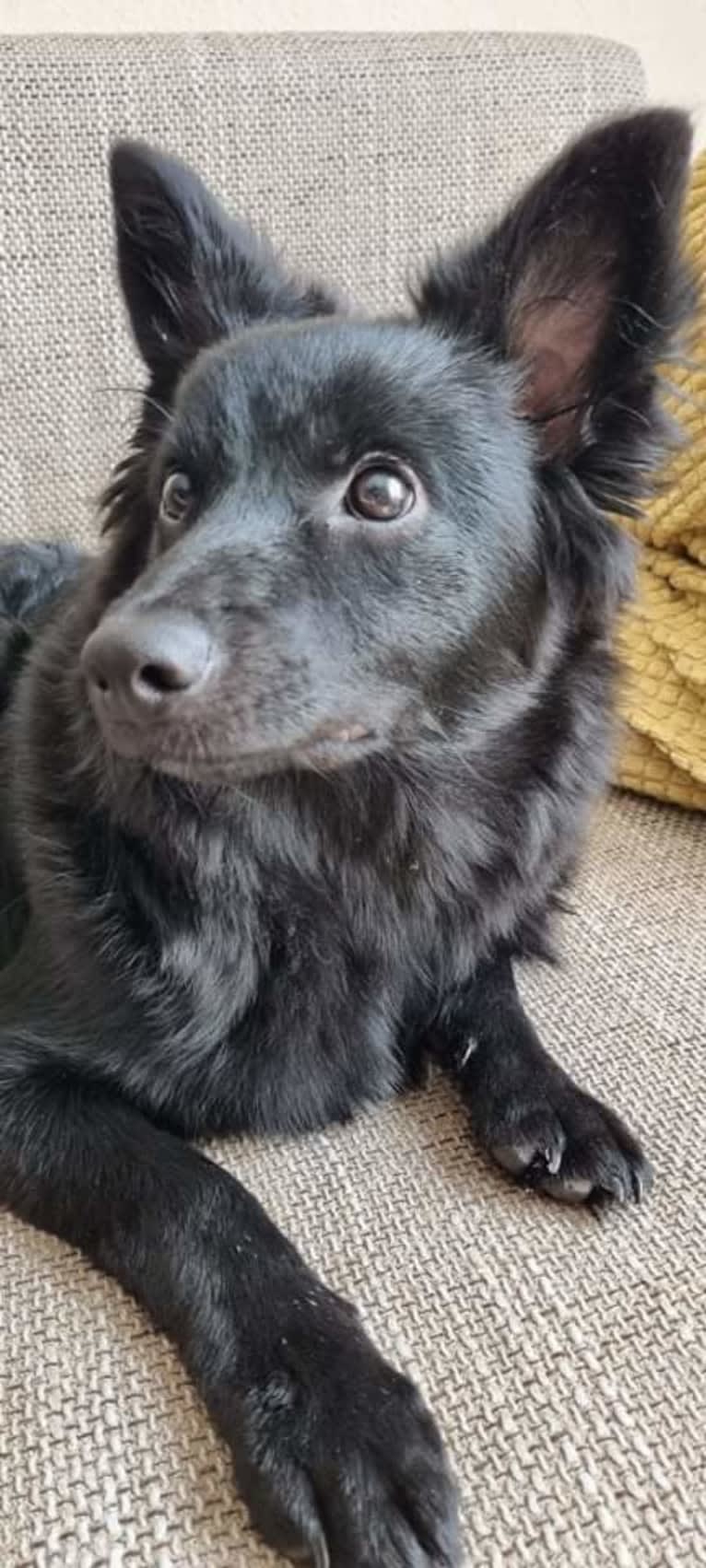 Füge, a Border Collie and Pomeranian mix tested with EmbarkVet.com