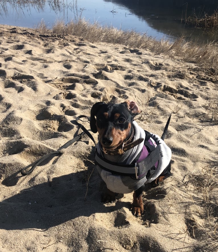 Vienna, a Dachshund tested with EmbarkVet.com