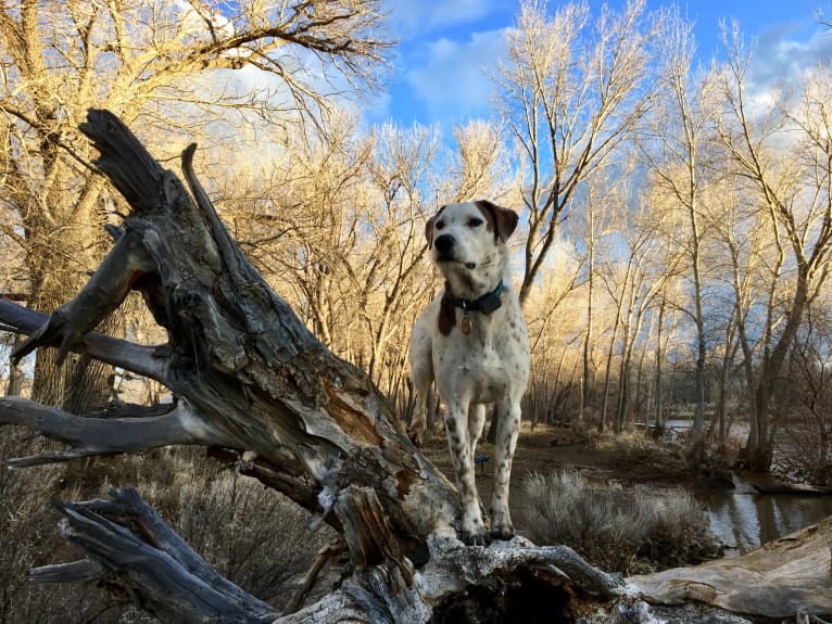 Sherlock, an Australian Cattle Dog and Poodle (Standard) mix tested with EmbarkVet.com