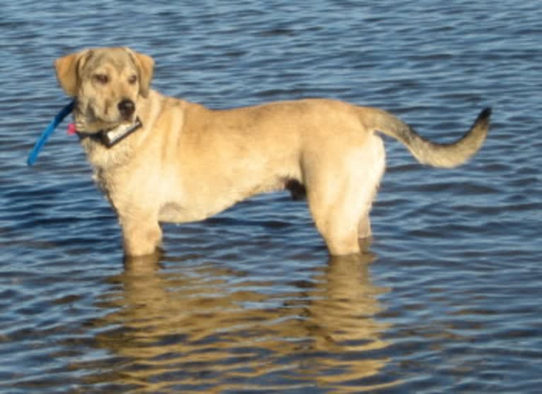 Chase, an American Pit Bull Terrier and Great Pyrenees mix tested with EmbarkVet.com