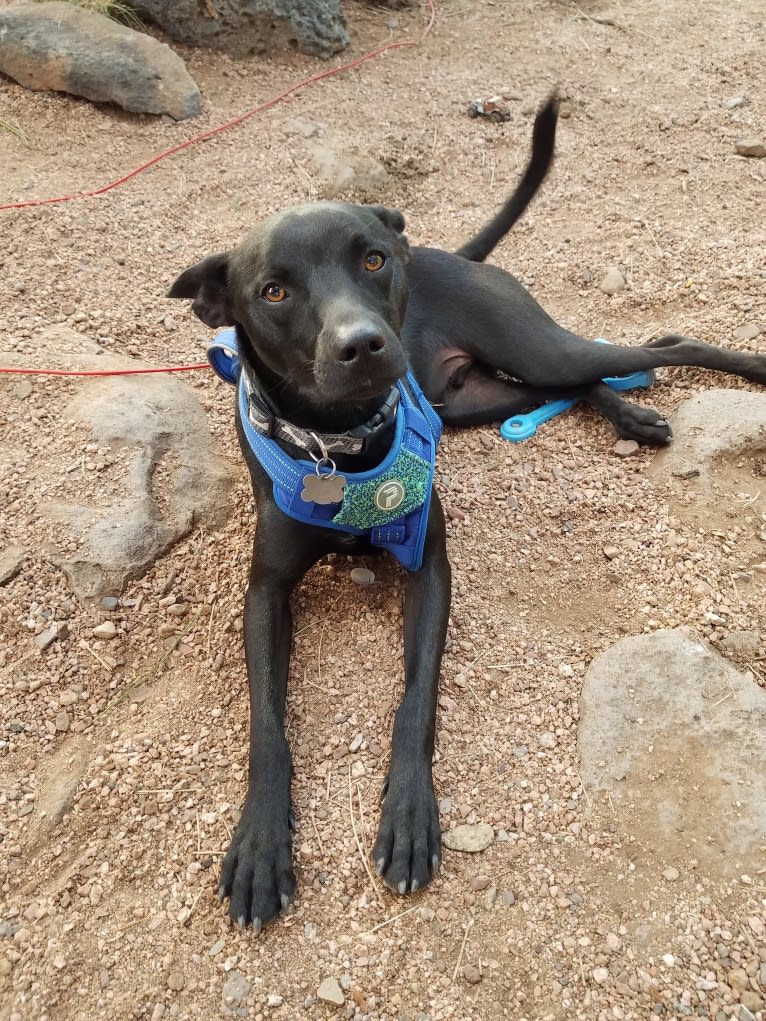 Wesley, an Australian Cattle Dog and Chihuahua mix tested with EmbarkVet.com