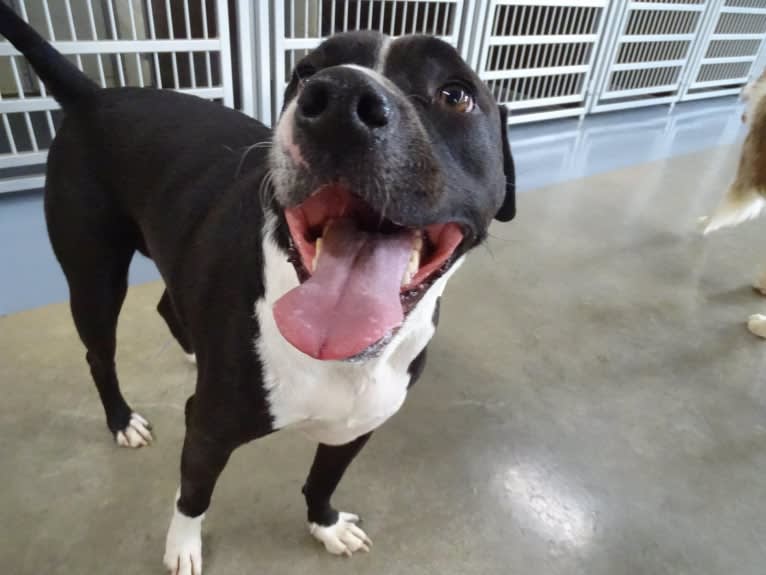 Roger, an American Bully and Rat Terrier mix tested with EmbarkVet.com