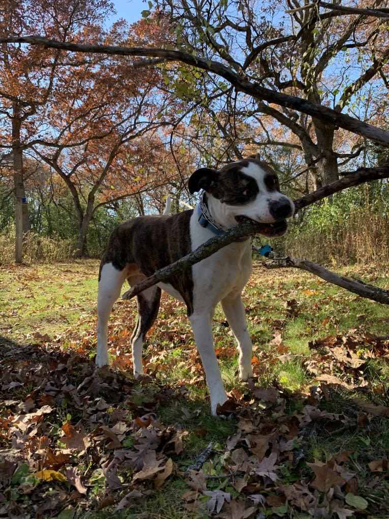 Tank, an American Bulldog tested with EmbarkVet.com