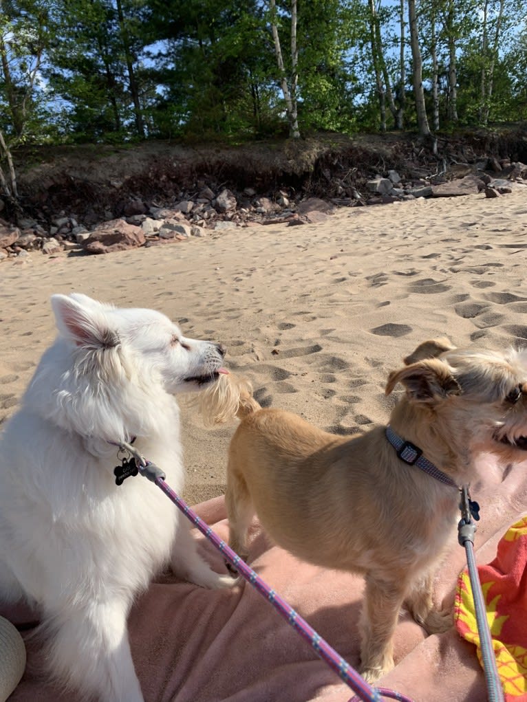 Gigi, an American Eskimo Dog tested with EmbarkVet.com