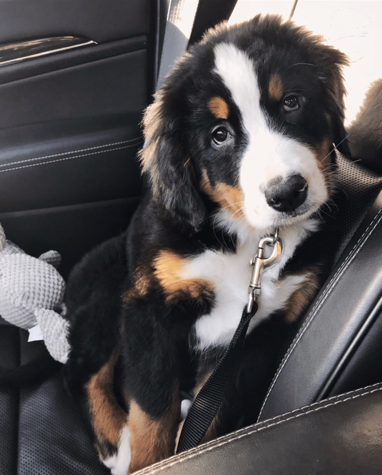 Teddy, a Bernese Mountain Dog tested with EmbarkVet.com