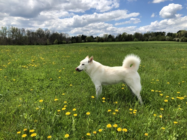 Bolt, an American Eskimo Dog and Keeshond mix tested with EmbarkVet.com