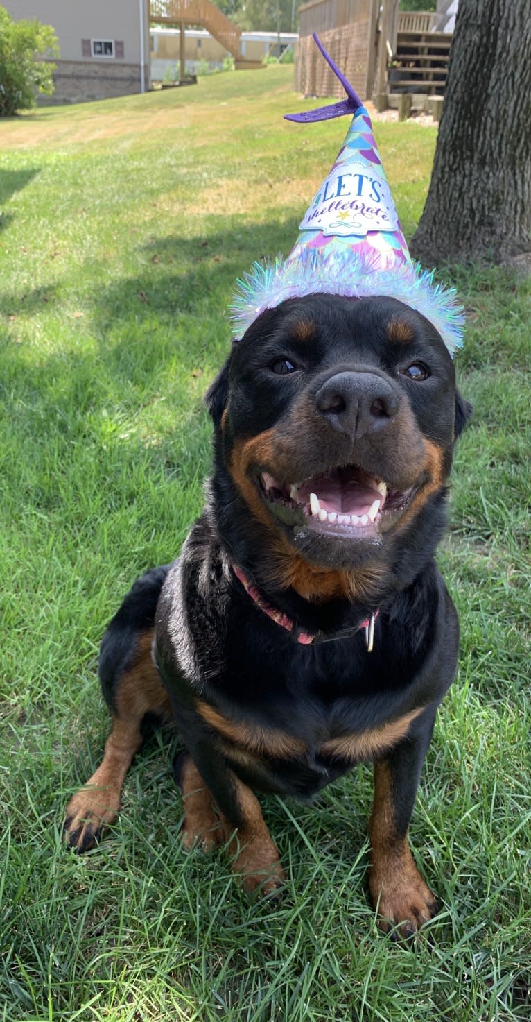 Emma Lou, a Rottweiler tested with EmbarkVet.com