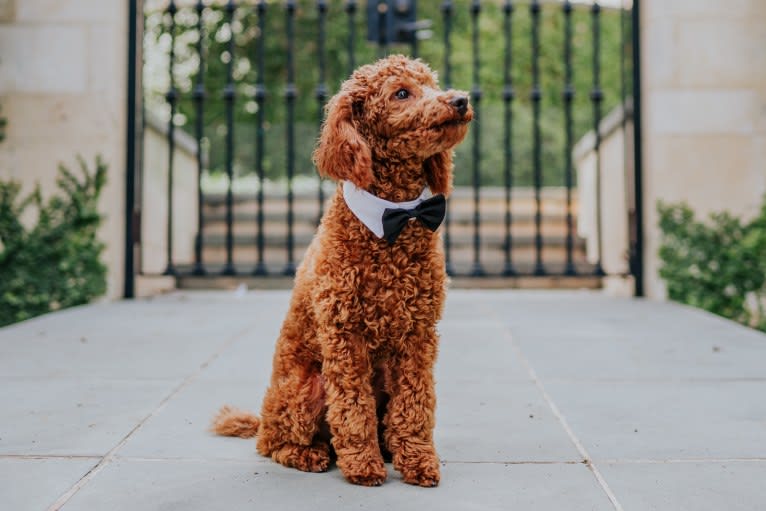 Spruce, a Poodle (Small) tested with EmbarkVet.com