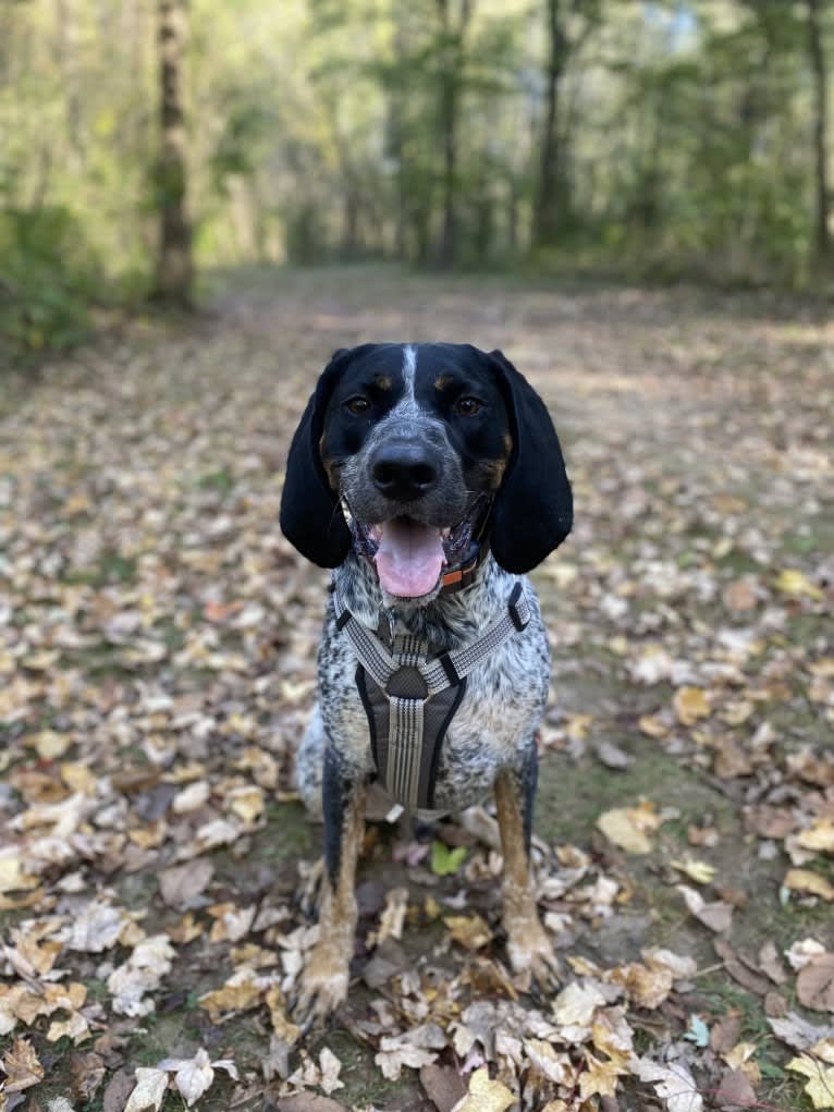 Leroy, a Bluetick Coonhound tested with EmbarkVet.com