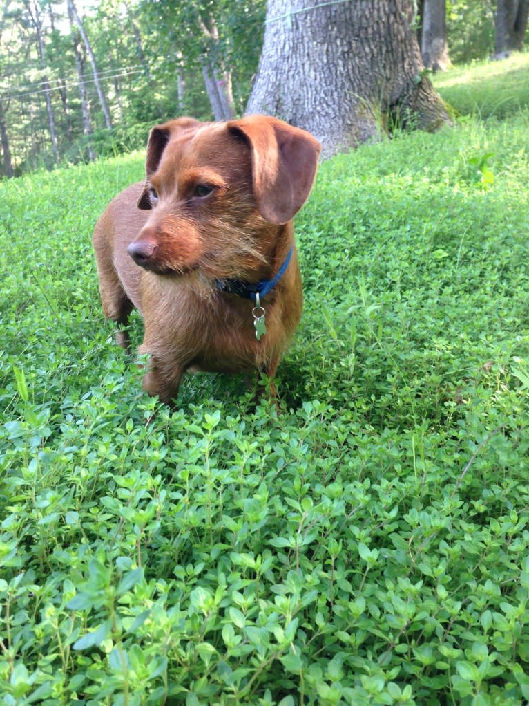 Scrappy, a Dachshund and Yorkshire Terrier mix tested with EmbarkVet.com