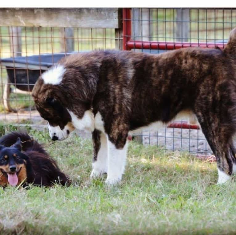 Diego, a Central Asian Shepherd Dog tested with EmbarkVet.com