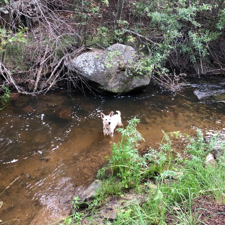 Pearl, an Australian Cattle Dog and Labrador Retriever mix tested with EmbarkVet.com