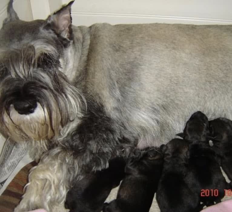 Watson, a Standard Schnauzer tested with EmbarkVet.com