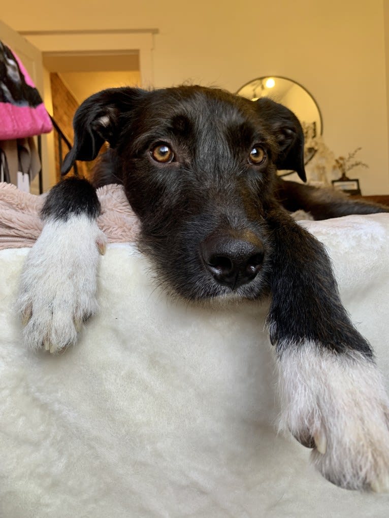 Hutchie, a Labrador Retriever and Russell-type Terrier mix tested with EmbarkVet.com