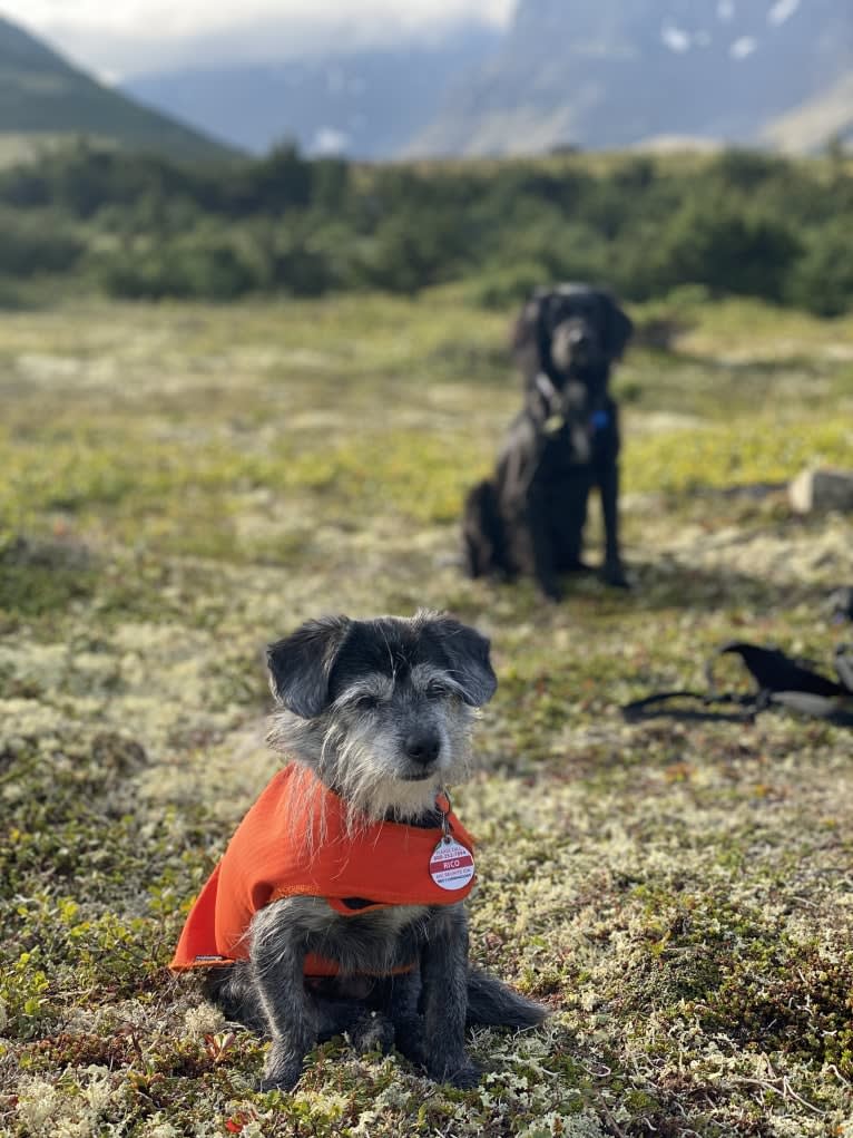 Rico, a Shih Tzu and Chihuahua mix tested with EmbarkVet.com