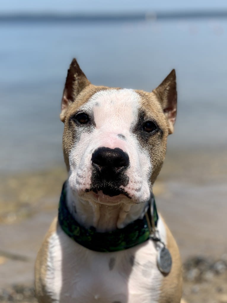 Esoteric’s Foretold in Bones, an American Staffordshire Terrier tested with EmbarkVet.com