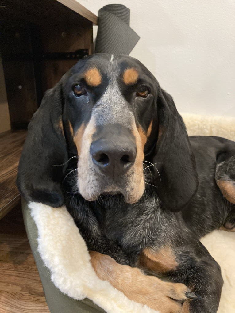 Elvis, a Bluetick Coonhound tested with EmbarkVet.com