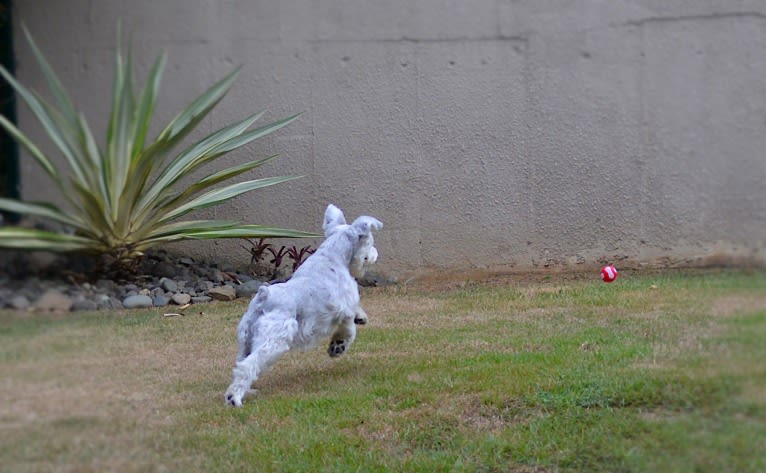 SPARTA, a Miniature Schnauzer tested with EmbarkVet.com