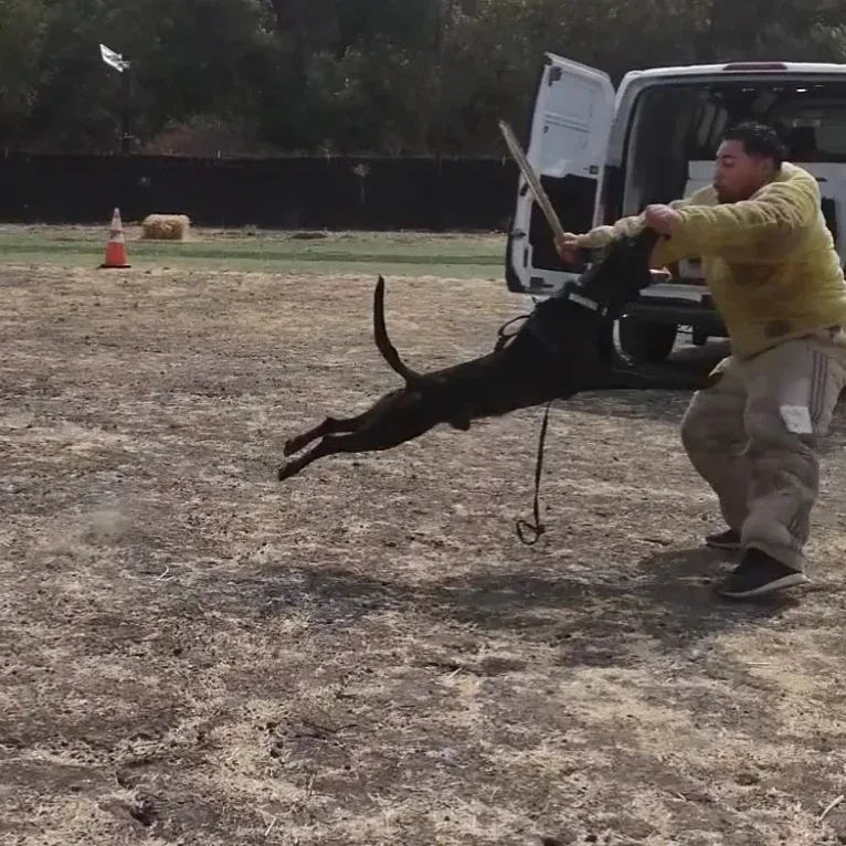 Static, a Dutch Shepherd tested with EmbarkVet.com