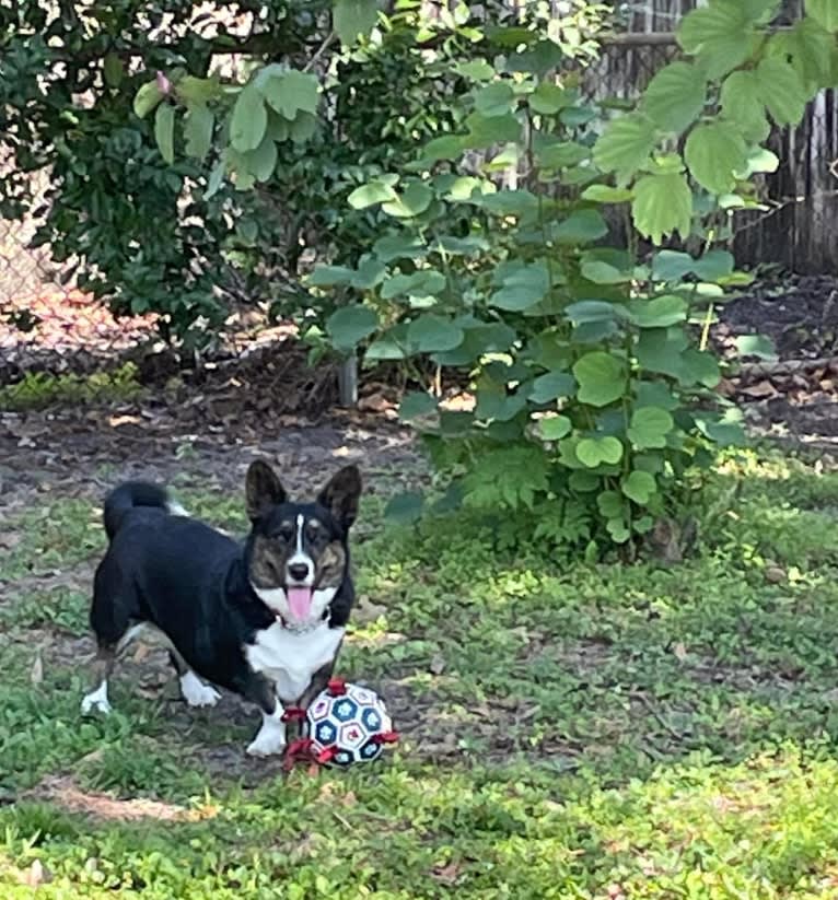 Barley Hops, a Cardigan Welsh Corgi tested with EmbarkVet.com