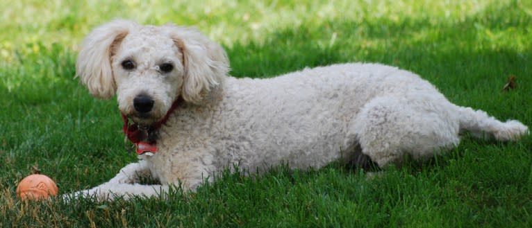 Fig, a Soft Coated Wheaten Terrier and Miniature Schnauzer mix tested with EmbarkVet.com