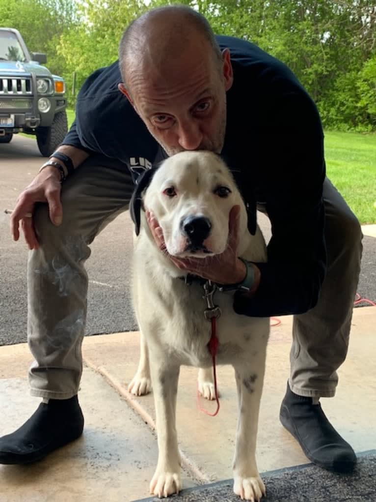 RIVER, a Great Pyrenees and Boxer mix tested with EmbarkVet.com