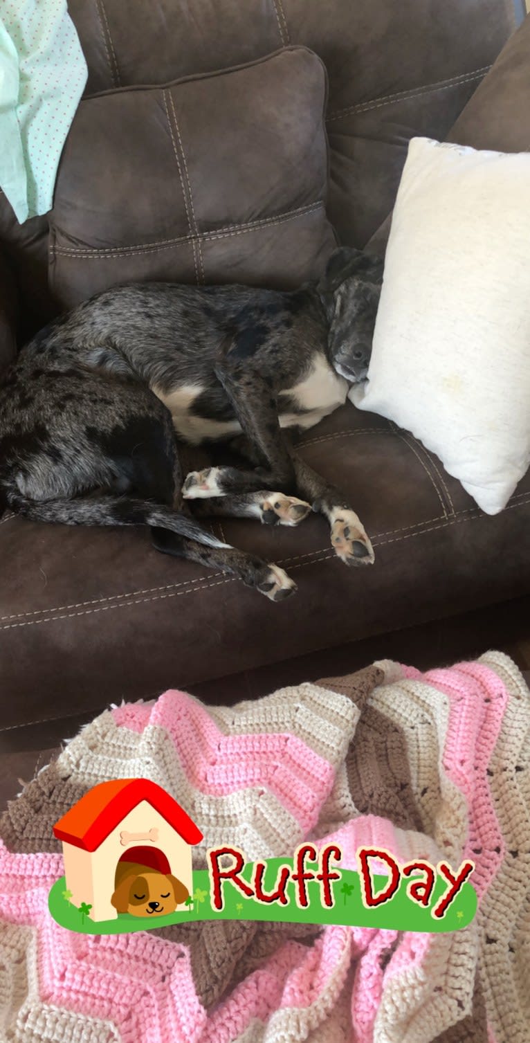 Daisy, a Labrador Retriever and Australian Shepherd mix tested with EmbarkVet.com