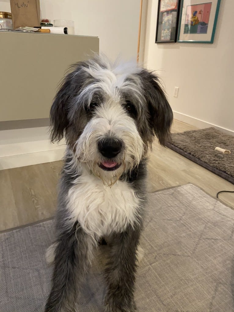 Lulu, a Saint Bernard and Old English Sheepdog mix tested with EmbarkVet.com