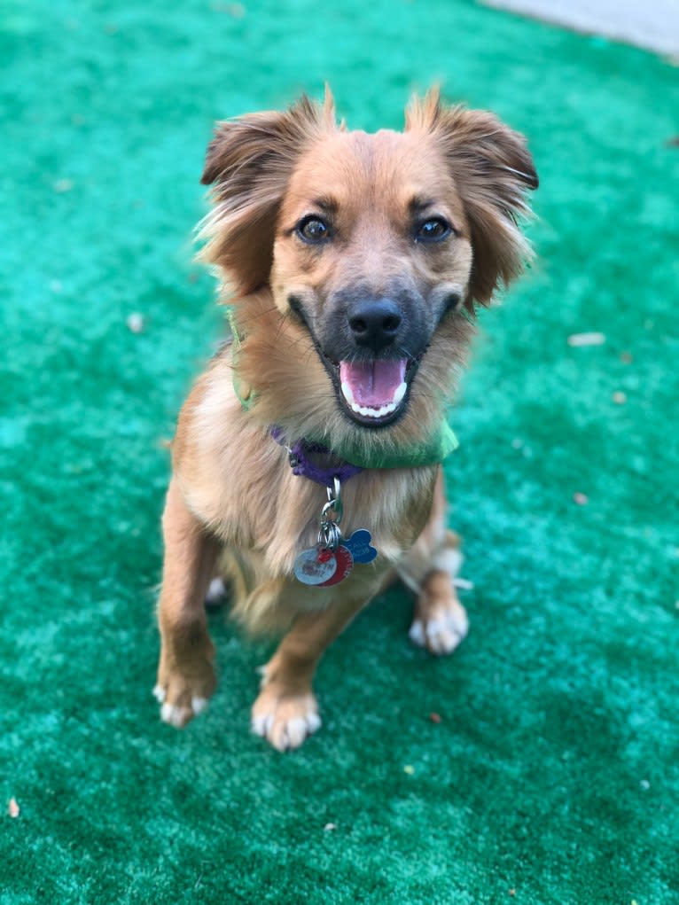 Finn, a Pomeranian and Russell-type Terrier mix tested with EmbarkVet.com