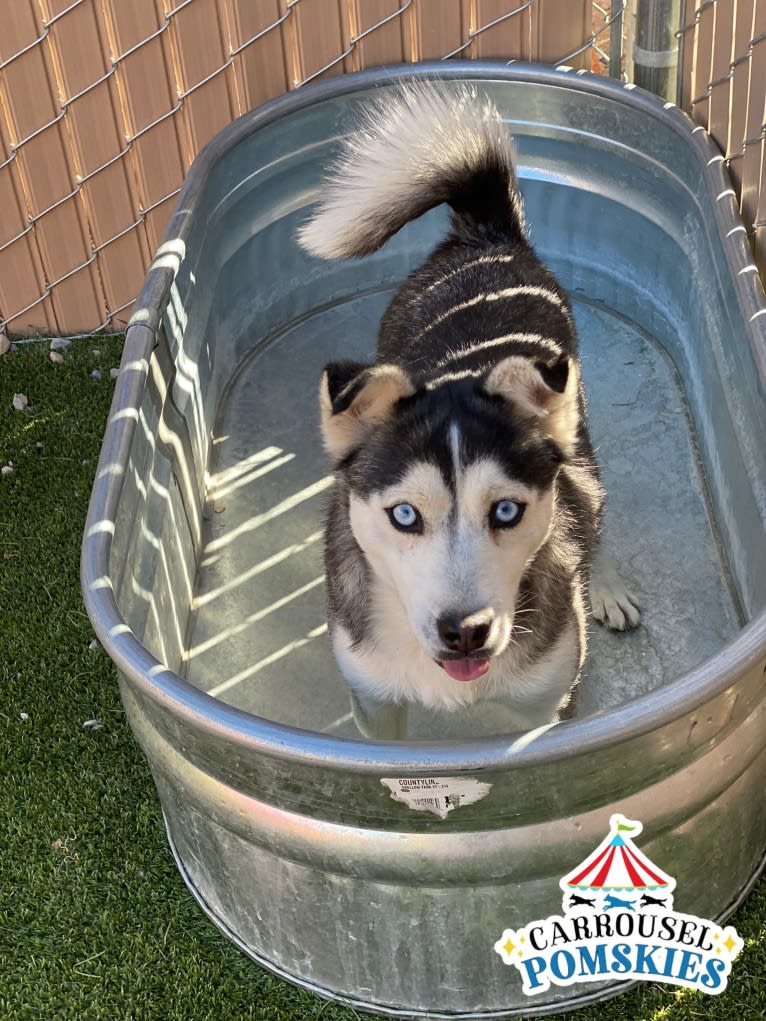 Photo of Precious Yordy, a Siberian Husky, Pomeranian, and American Eskimo Dog mix in Mesa, AZ, USA