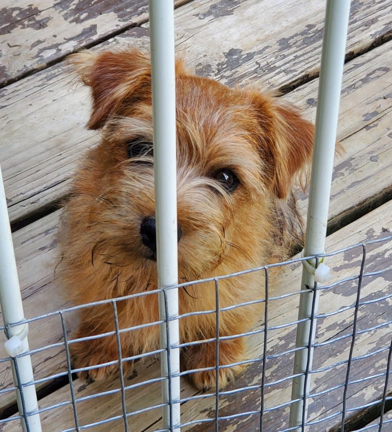 Scarlett, a Norfolk Terrier tested with EmbarkVet.com