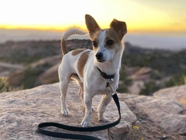 Max, a Russell-type Terrier and Chihuahua mix tested with EmbarkVet.com