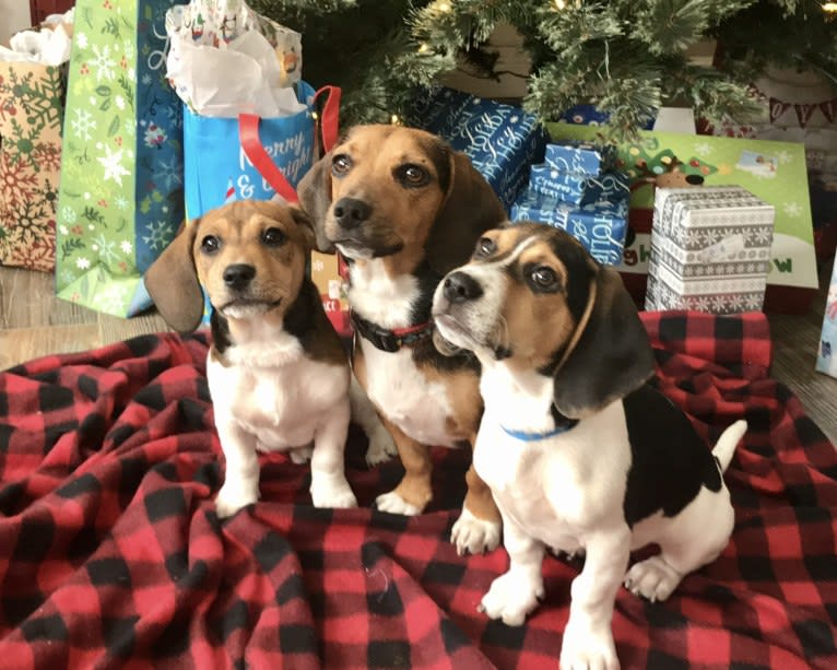 Bandit, a Treeing Walker Coonhound and Beagle mix tested with EmbarkVet.com