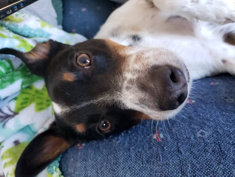 Smokey, an Australian Cattle Dog and Boston Terrier mix tested with EmbarkVet.com