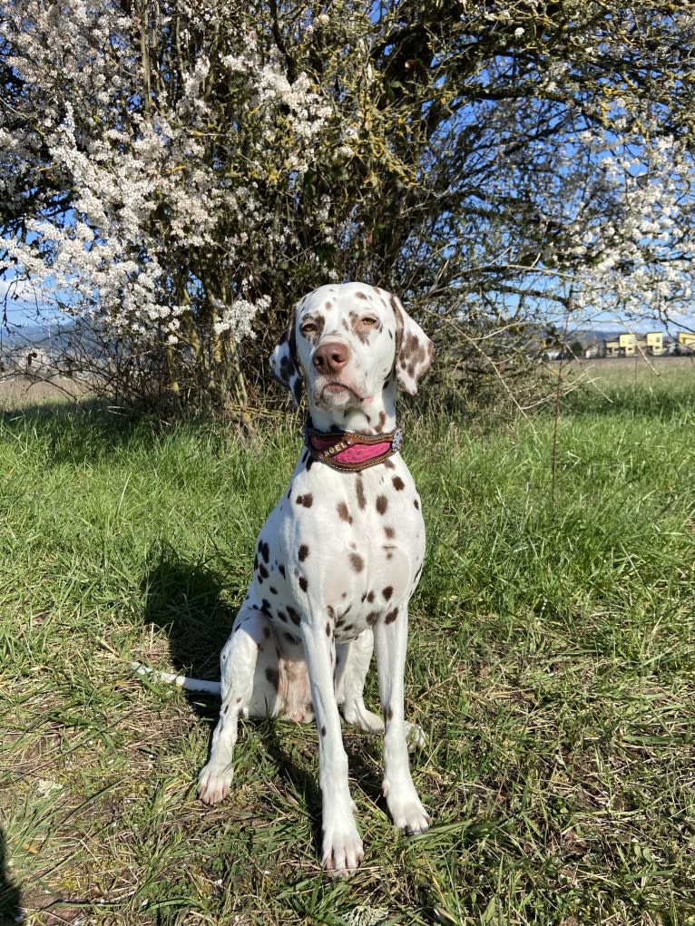 Noel, a Dalmatian tested with EmbarkVet.com