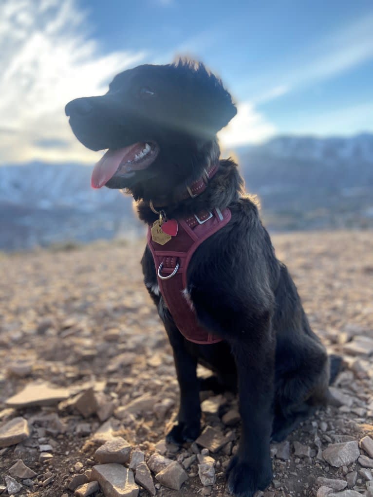 Ruth, an Australian Cattle Dog and Great Pyrenees mix tested with EmbarkVet.com