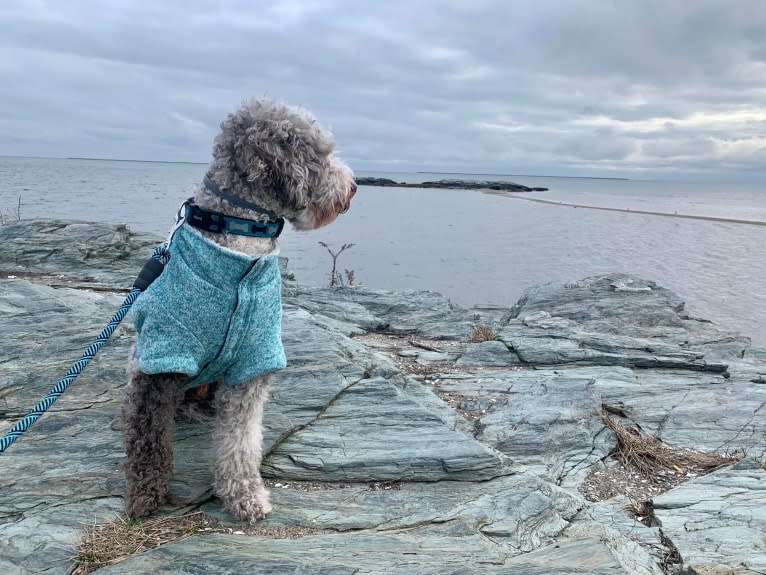 Pongo, a Goldendoodle tested with EmbarkVet.com