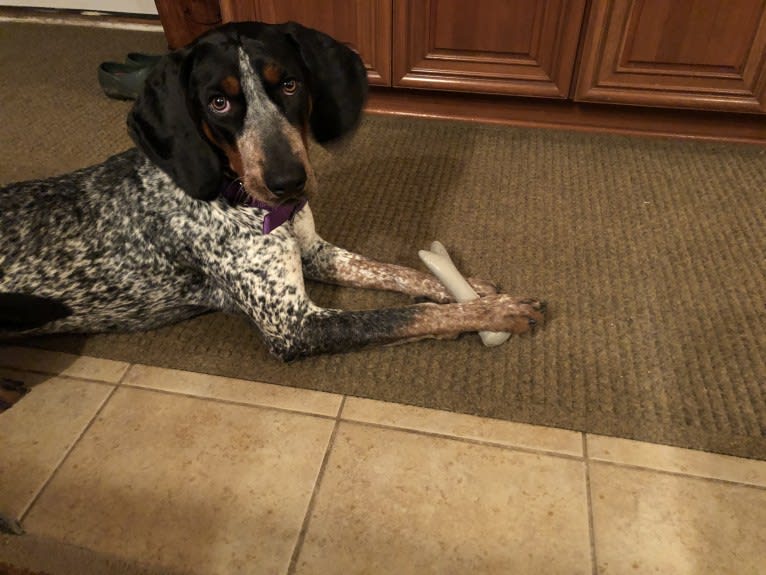 Tessa, a Bluetick Coonhound tested with EmbarkVet.com