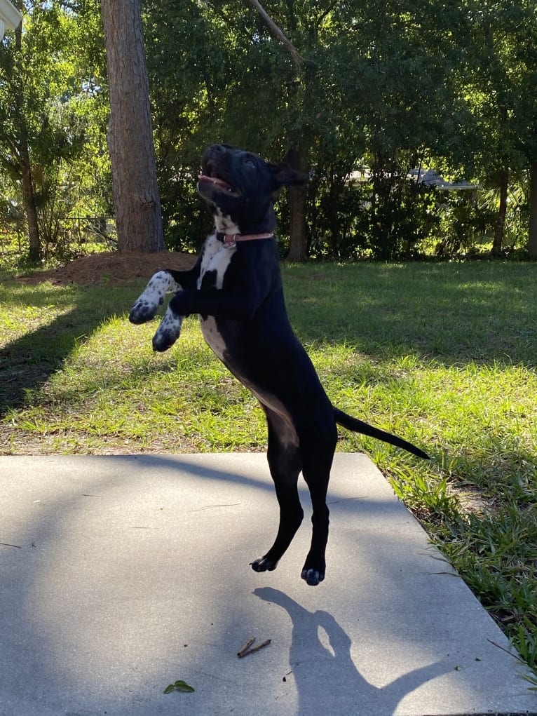 Twilight, an American Pit Bull Terrier and American Staffordshire Terrier mix tested with EmbarkVet.com