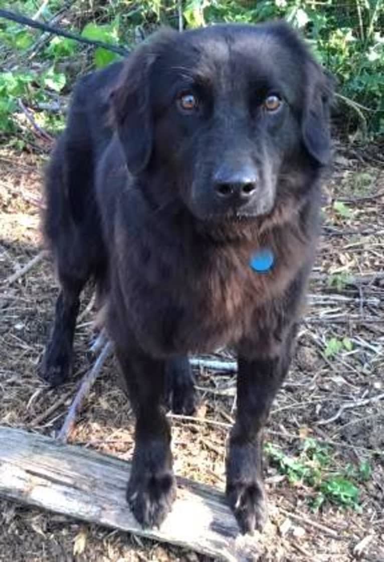 Cedar, a Chow Chow and Llewellin Setter mix tested with EmbarkVet.com