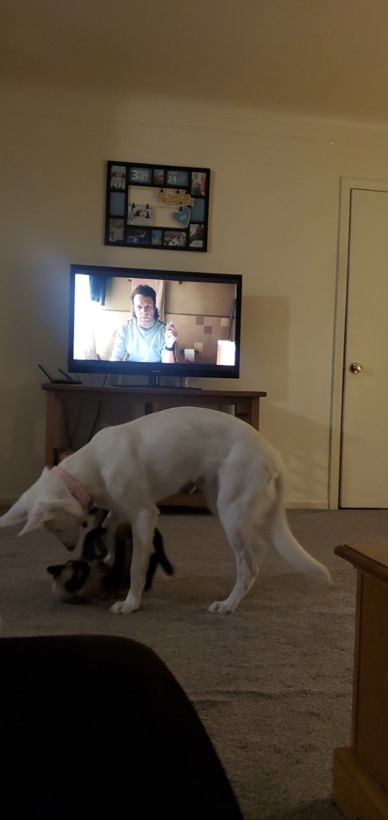 Sundae, a White Shepherd tested with EmbarkVet.com