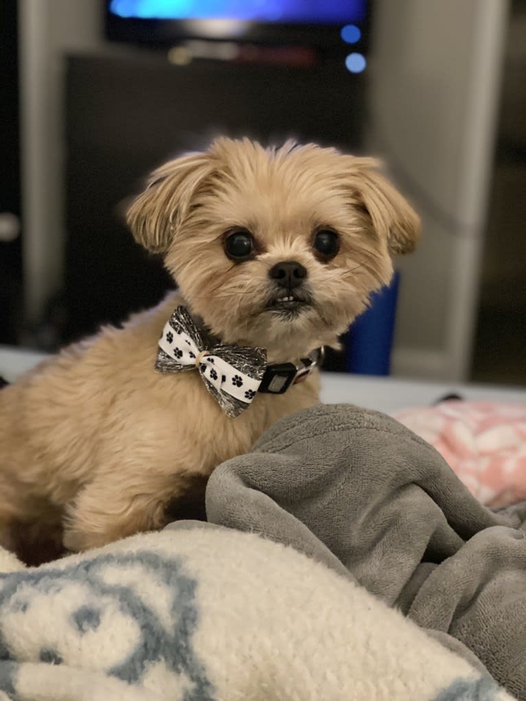 Buddy, a Yorkshire Terrier and Shih Tzu mix tested with EmbarkVet.com