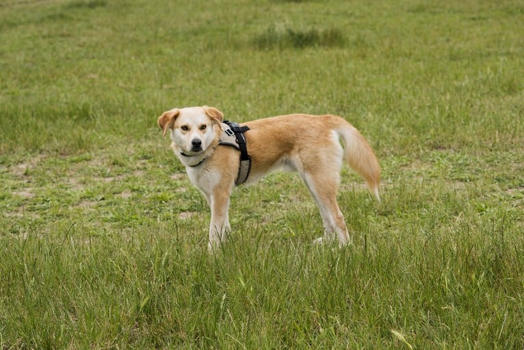 Oumka, an European Village Dog tested with EmbarkVet.com
