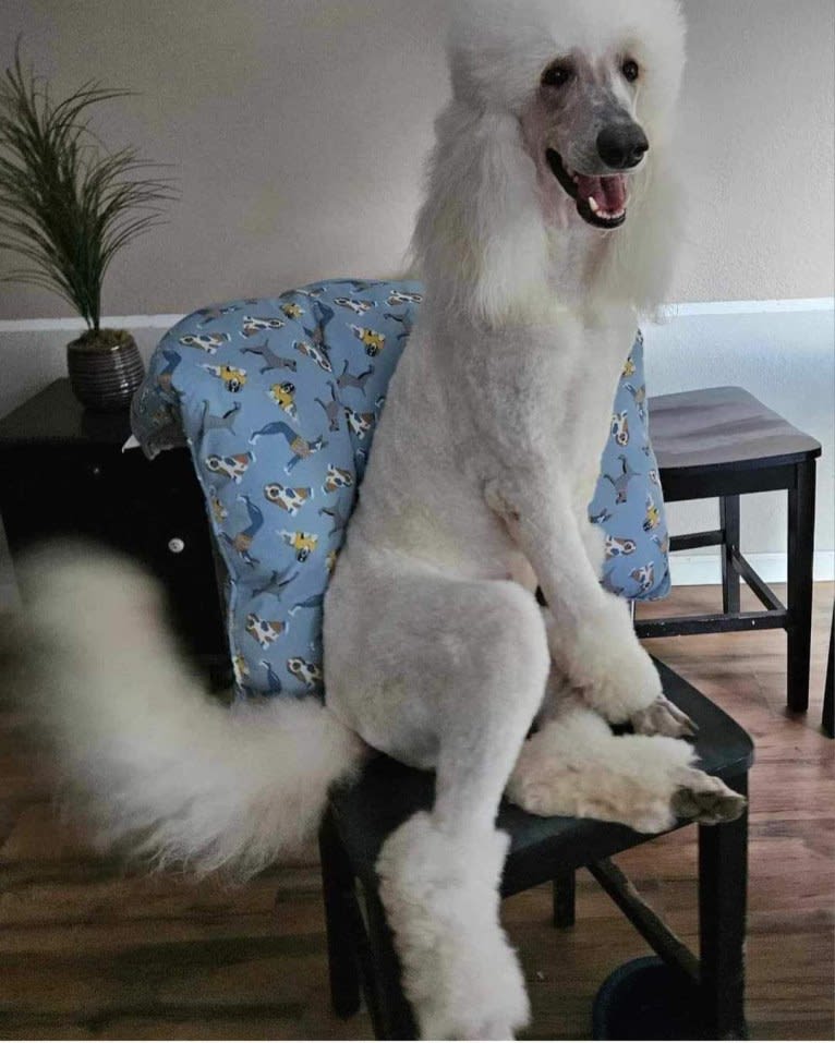 Gypsy, a Poodle (Standard) tested with EmbarkVet.com