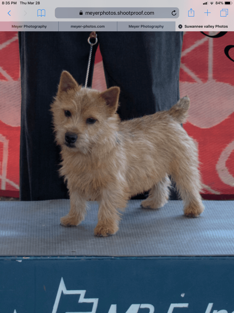 Teddy Brown Dog, a Norwich Terrier tested with EmbarkVet.com