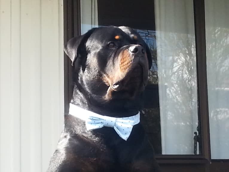 Marlo, a Rottweiler tested with EmbarkVet.com