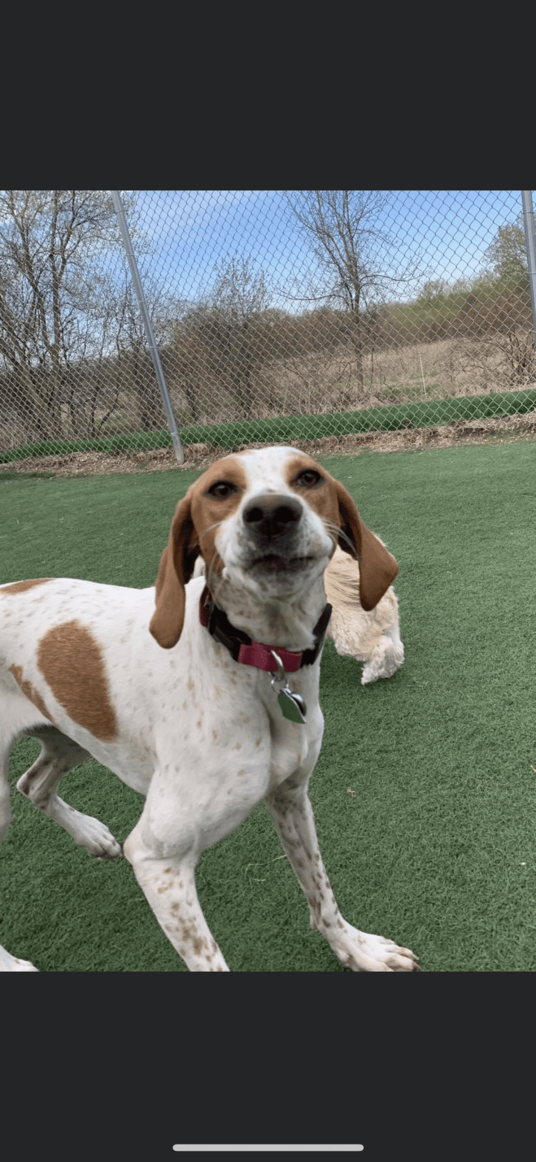 Texie, a Pointer and Llewellin Setter mix tested with EmbarkVet.com